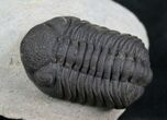 Very Detailed Phacops Trilobite #7815-4